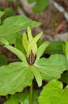 Green trillium